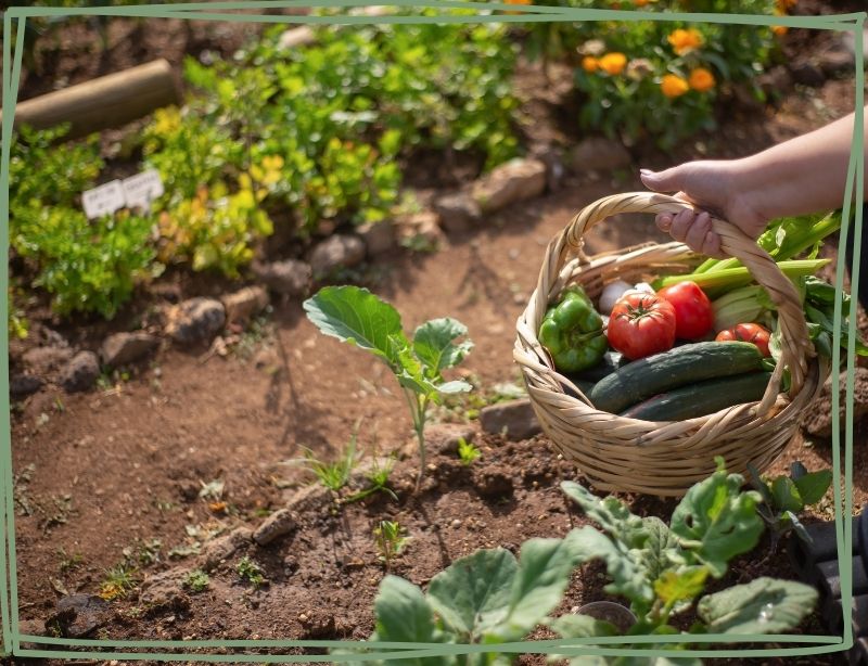 Gemüsegarten für Anfänger