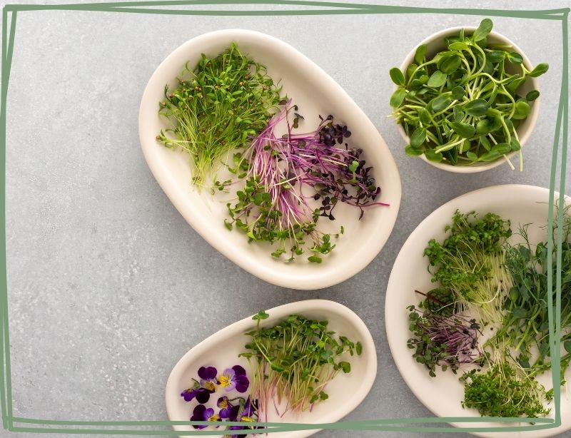 Indoor Gardening mit Sprossen und Microgreens
